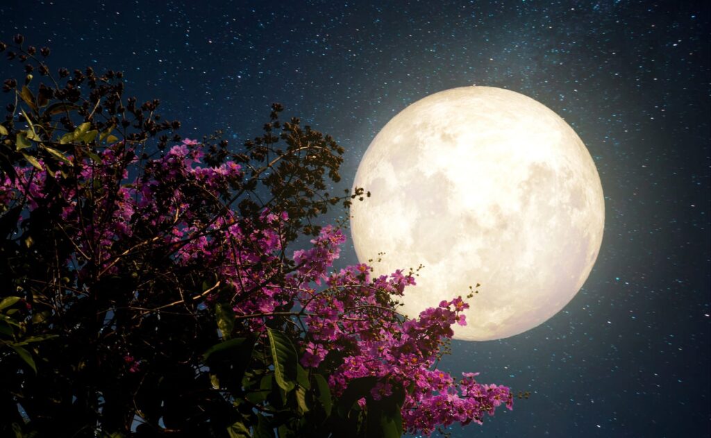 টাঙ্গাইলে ‘বায়োস্কোপ চত্বরে’ পূর্ণিমা উৎসবের আয়োজন