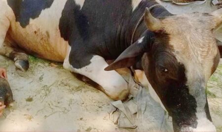 গোপালগঞ্জে প্রতিবেশীর নিষ্ঠুরতায় রক্তাক্ত গরু, মৃত্যুযন্ত্রণায় ছটফট