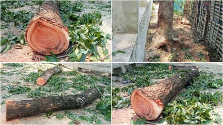 যশোরে আ.লীগ নেতার বিরুদ্ধে সরকারি গাছ বিক্রির অভিযোগ