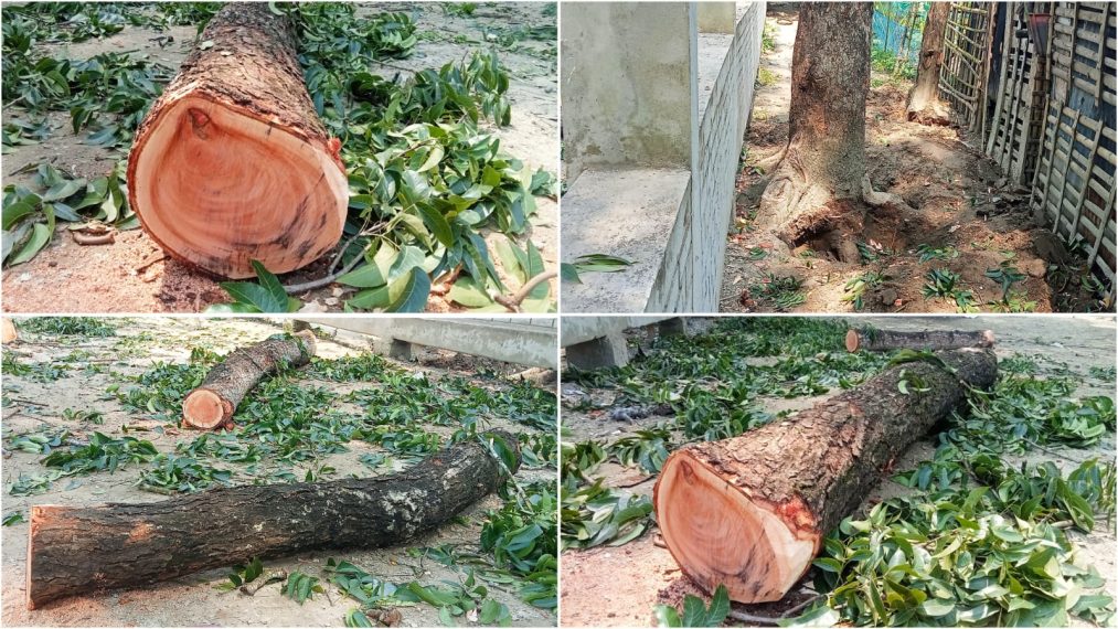 যশোরে আ.লীগ নেতার বিরুদ্ধে সরকারি গাছ বিক্রির অভিযোগ