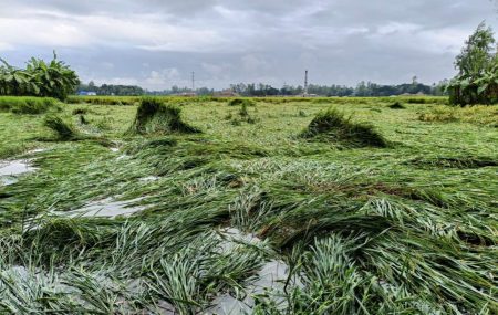 রায়গঞ্জে টানা বৃষ্টিতে নিম্নাঞ্চল প্লাবিত, পানিতে তলিয়েছে রোপা আমন ধান