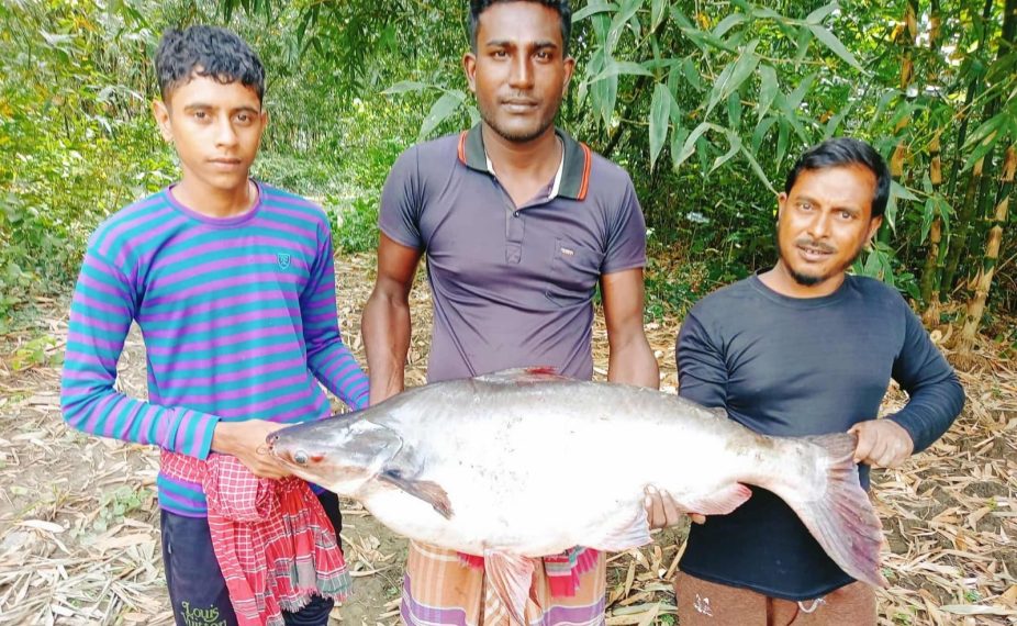 শার্শায় ইছামতী নদী থেকে ধরা পড়লো ১৬ কেজি ওজনের পাঙ্গাশ