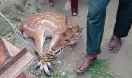 মোংলার লোকালয় থেকে আবারো জীবিত হরিণ উদ্ধার