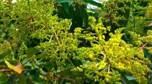 অনুকূল আবহাওয়া’ আগাম মুকুলে খুশি শার্শার আমচাষীরা