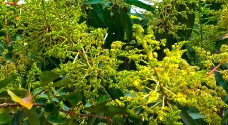 অনুকূল আবহাওয়া’ আগাম মুকুলে খুশি শার্শার আমচাষীরা