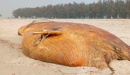 কুতুবদিয়া সৈকতে ভেসে আসা দেড় টনের মৃত তিমি, দুর্গন্ধে অতিষ্ঠ এলাকাবাসী