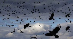 হঠাৎ ইসরায়েল আকাশে কালো হয়ে গেছে হাজার হাজার কাকে