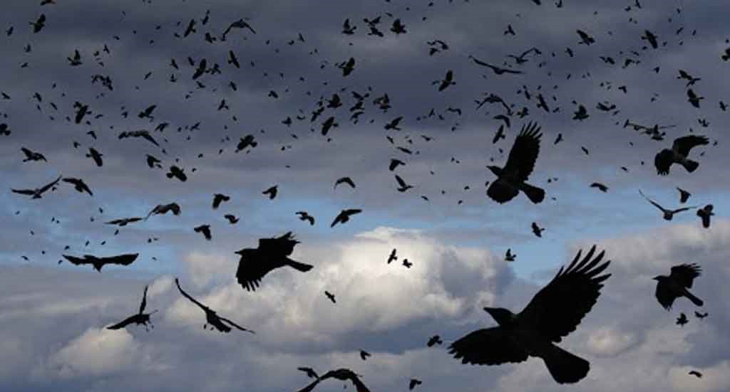হঠাৎ ইসরায়েল আকাশে কালো হয়ে গেছে হাজার হাজার কাকে