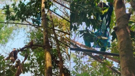 গাছের মগডালে নারী, ফায়ার সার্ভিসের ২ ঘণ্টা চেষ্টার পর উদ্ধার