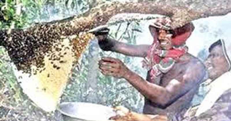 সুন্দরবনে মধু আহরণ শুরু : শেষ সময়ের ব্যস্ত মৌয়ালরা