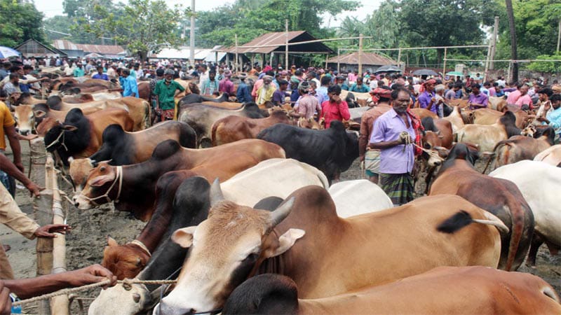 শার্শায় কোরবানির জন্য প্রস্তুত ১৬ হাজার গবাদিপশু