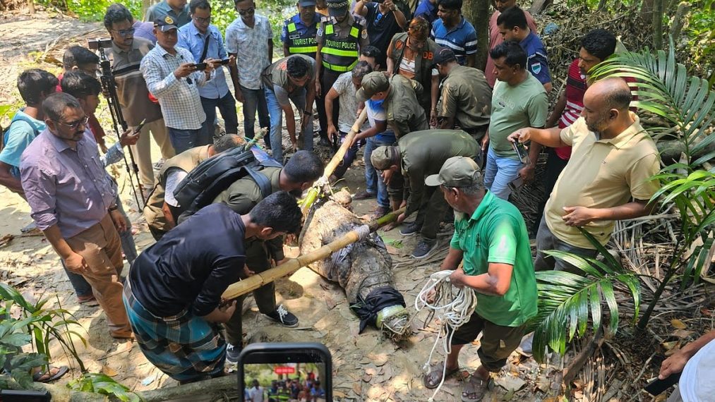 খানজাহান আলীর মাজার দিঘি থেকে শেষ কুমির অপসারণ