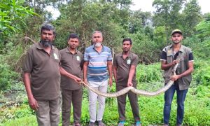 লোকালয়ে ঢোকা অজগর উদ্ধার, সুন্দরবনে অবমুক্ত