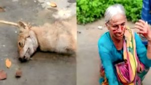 কুড়িগ্রামে শিয়ালের তাণ্ডবে আতঙ্ক, একদিনে আহত দুই নারী