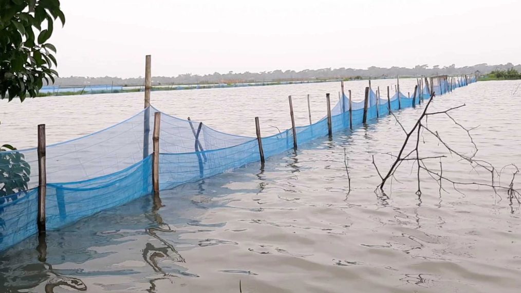 বাগেরহাটে টানা বর্ষণে সাত হাজার ঘের তলিয়ে শত কোটি টাকার ক্ষতি, নিঃস্ব মৎস্যচাষিরা