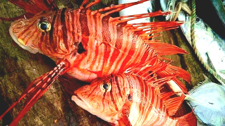 কুয়াকাটায় জেলের জালে ধরা পড়ল বিরল লায়নফিশ