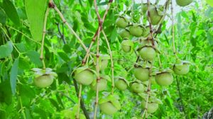 সুন্দরবনের কেওড়া ফল: উপকূলীয় অর্থনীতিতে নতুন সম্ভাবনা