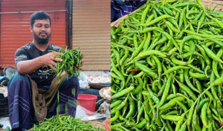 কাঁচা মরিচ আমদানির খবরে কেজিতে কমল ১০০ টাকা